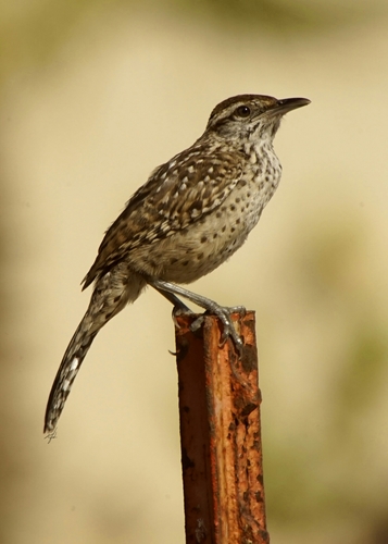Cactus Wren