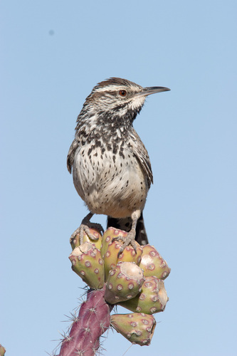 Cactus Wren