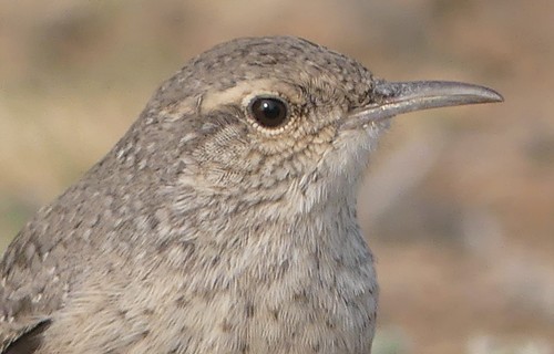 Rock Wren