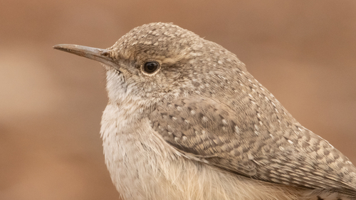 Rock Wren