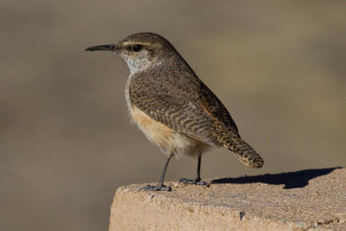 Rock Wren