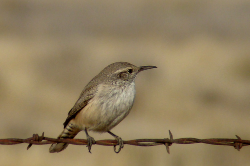 Rock Wren