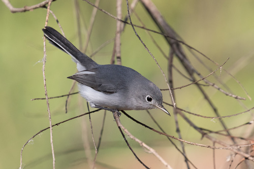Blue-gray Gnatcatcher