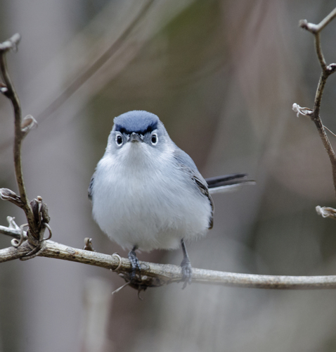 Blue-gray Gnatcatcher