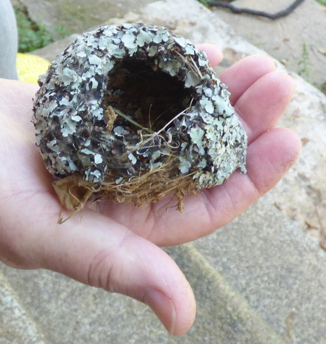 Blue-gray Gnatcatcher