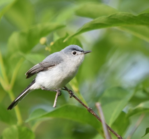 Blue-gray Gnatcatcher