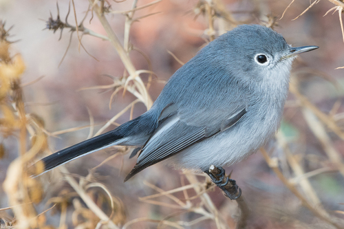 Blue-gray Gnatcatcher