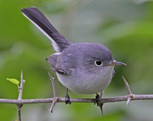 Blue-gray Gnatcatcher