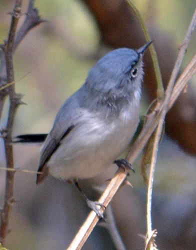 Blue-gray Gnatcatcher