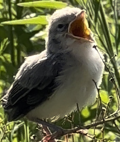Blue-gray Gnatcatcher
