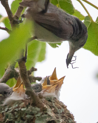 Blue-gray Gnatcatcher