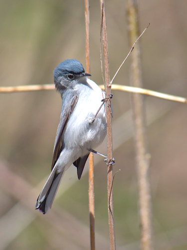 Blue-gray Gnatcatcher