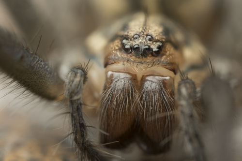 Giant House Spider