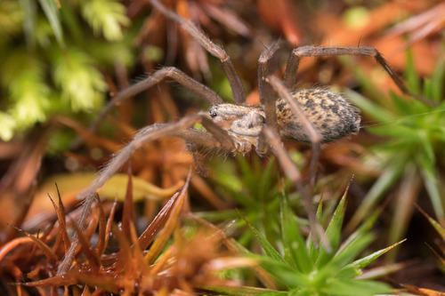 Giant House Spider