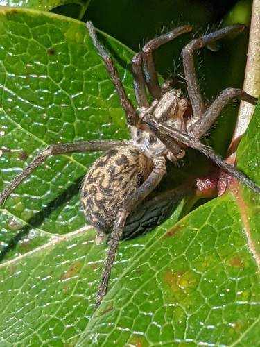 Giant House Spider