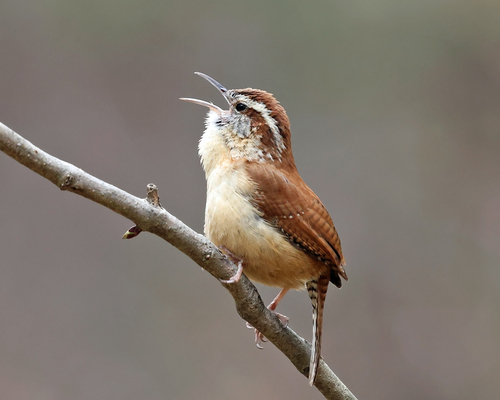 Carolina Wren