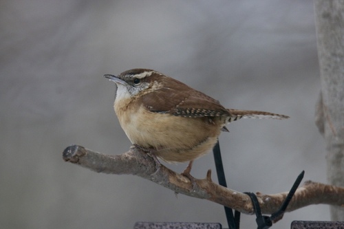 Carolina Wren