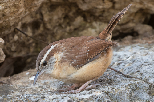 Carolina Wren