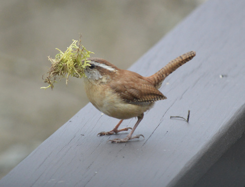 Carolina Wren