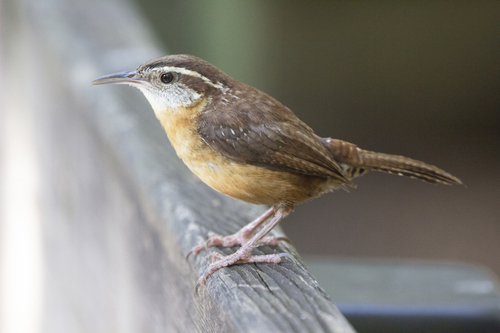 Carolina Wren