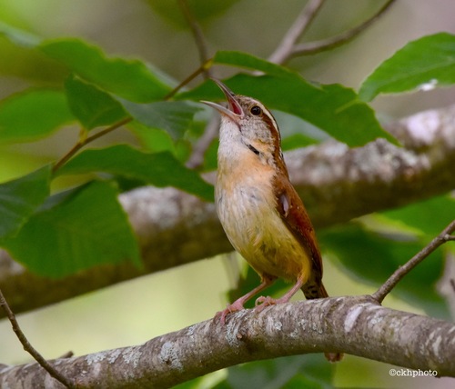 Carolina Wren