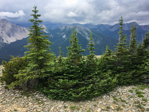 subalpine fir