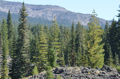 subalpine fir