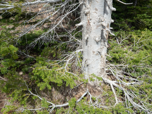 subalpine fir