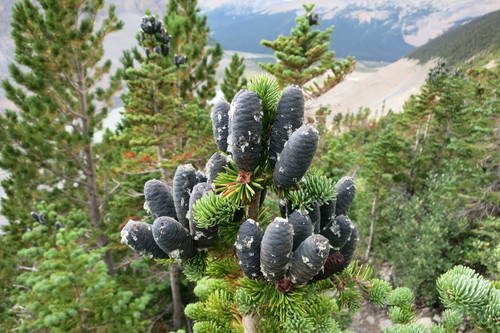 subalpine fir