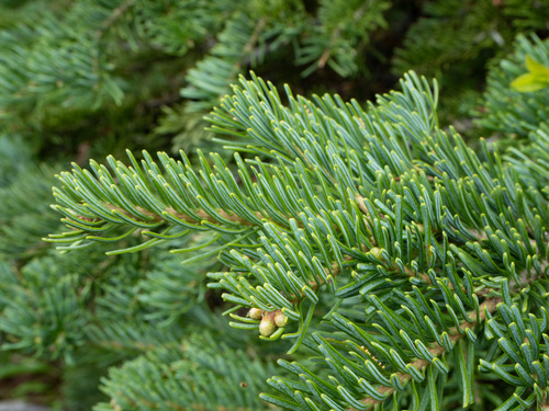 subalpine fir