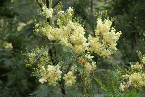 black wattle