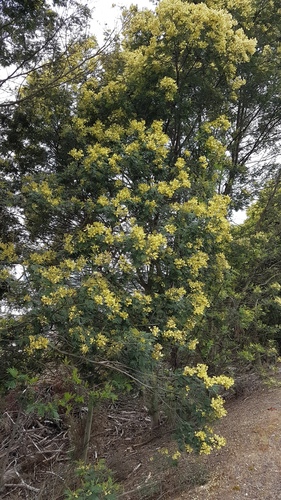 black wattle