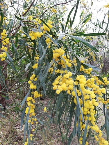 golden wreath wattle