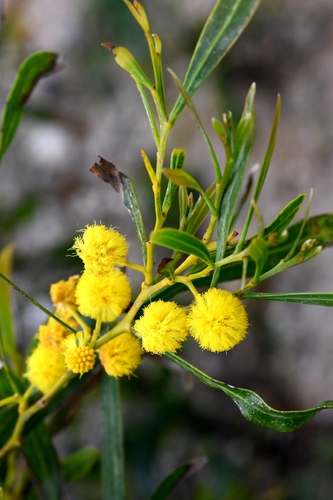 golden wreath wattle