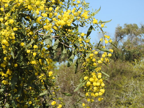 golden wreath wattle