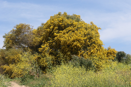 golden wreath wattle