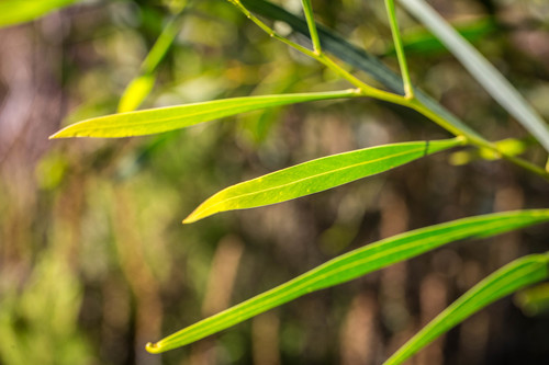 golden wreath wattle