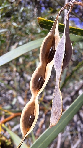 golden wreath wattle