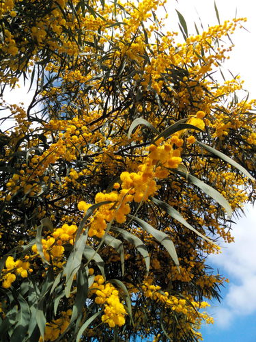 golden wreath wattle
