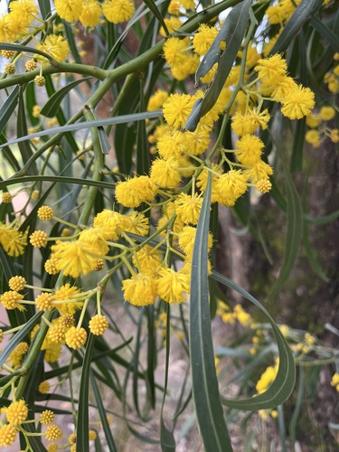 golden wreath wattle