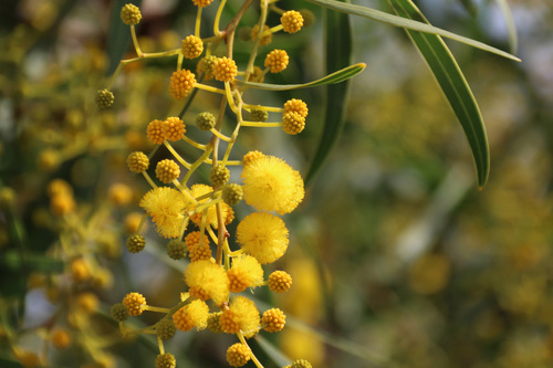 golden wreath wattle