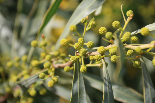 golden wreath wattle