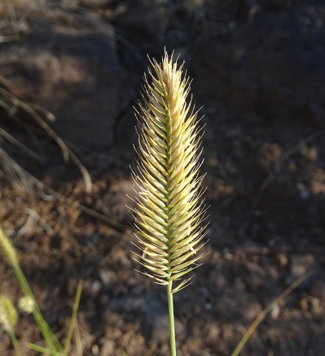 Crested Wheatgrass