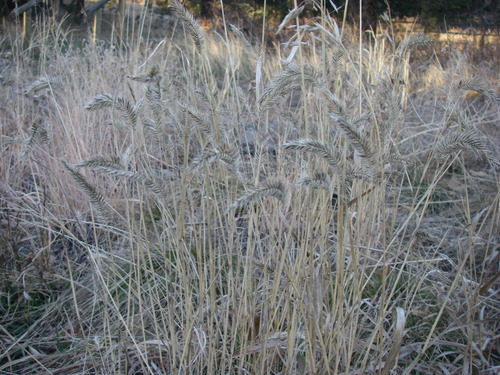 Crested Wheatgrass