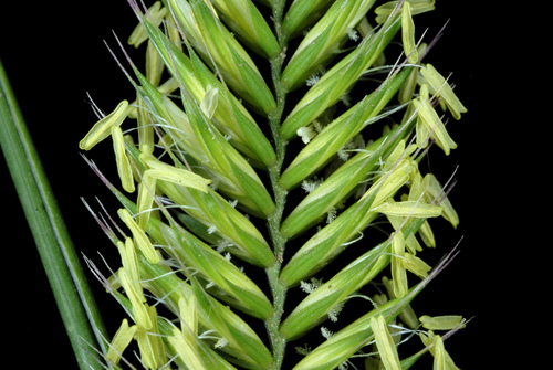 Crested Wheatgrass