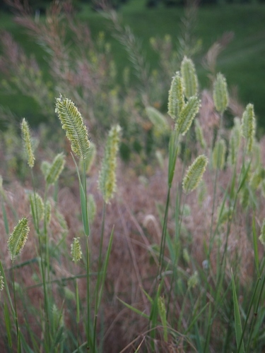 Crested Wheatgrass