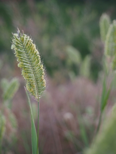Crested Wheatgrass