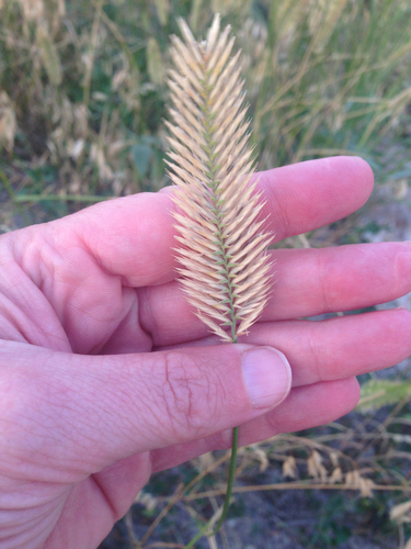 Crested Wheatgrass