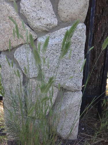 Crested Wheatgrass