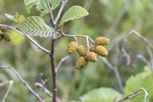 grey alder